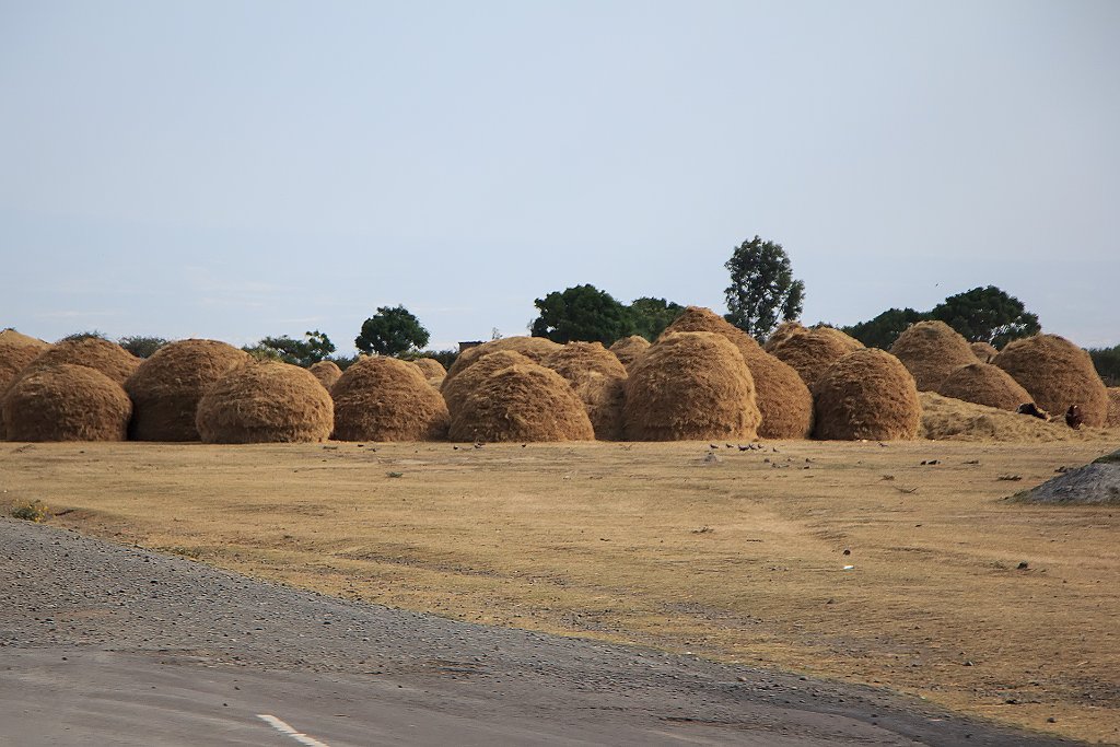 05-A lot of hay.jpg - A lot of hay